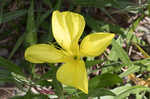 Bigfruit evening primrose